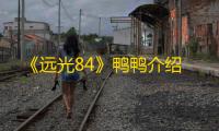 《远光84》鸭鸭介绍